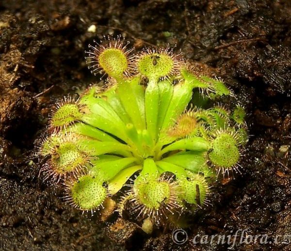 drosera darwiniensis